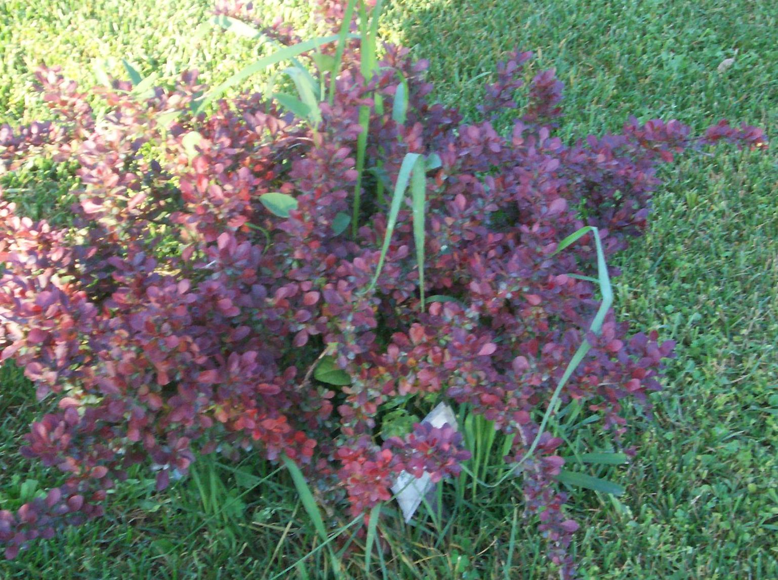 Berberis thunbergii 'atropurpurea nana'