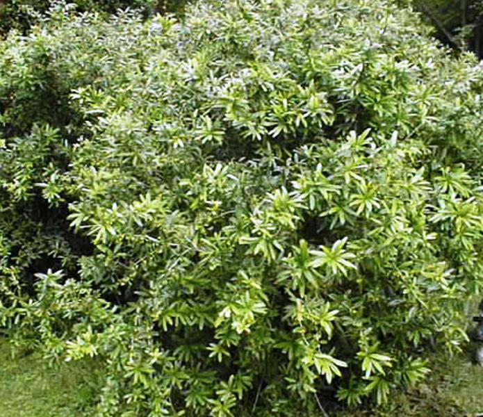 Berberis julianae