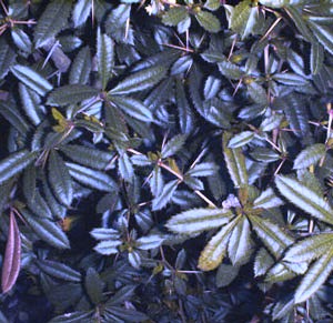 Berberis julianae 'nana'