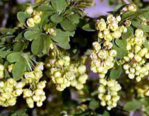 Berberis vulgaris