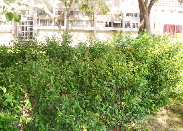 Ligustrum vulgare