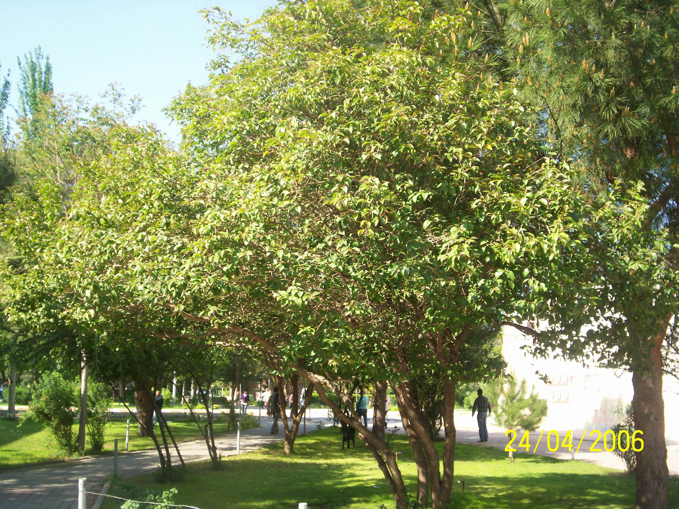 Ligustrum ovalifolium