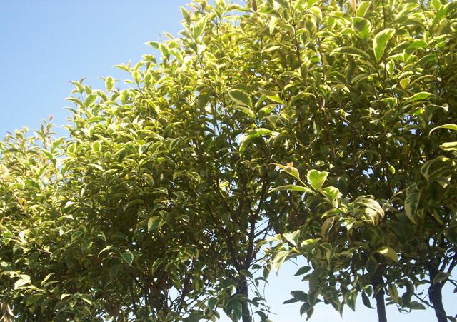 Ligustrum ovalifolium 'aureum'