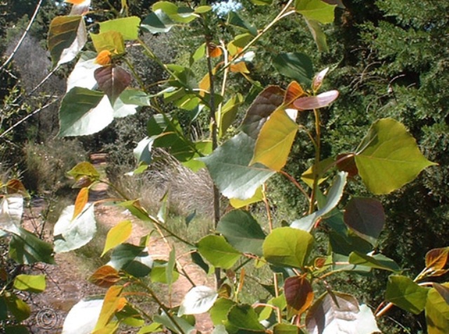 Populus nigra 'afghanica'
