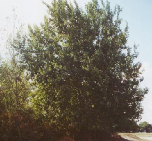 Populus tremula