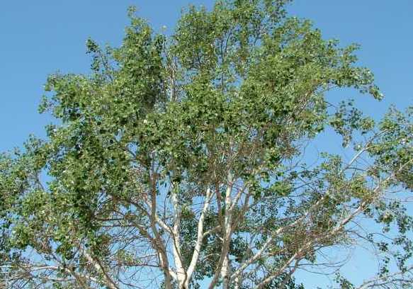 Populus canadensis