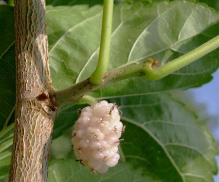 Morus alba