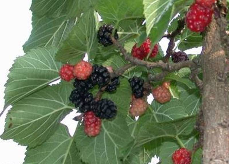 Morus nigra