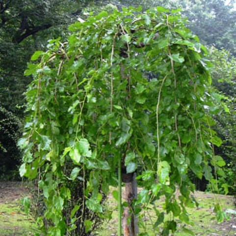 Morus rubra 'pendula'