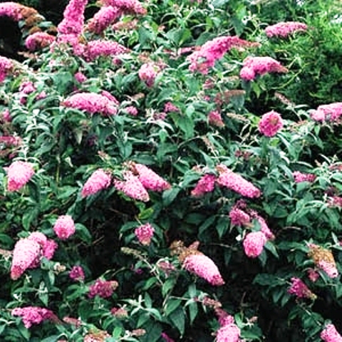 Buddleia davidii
