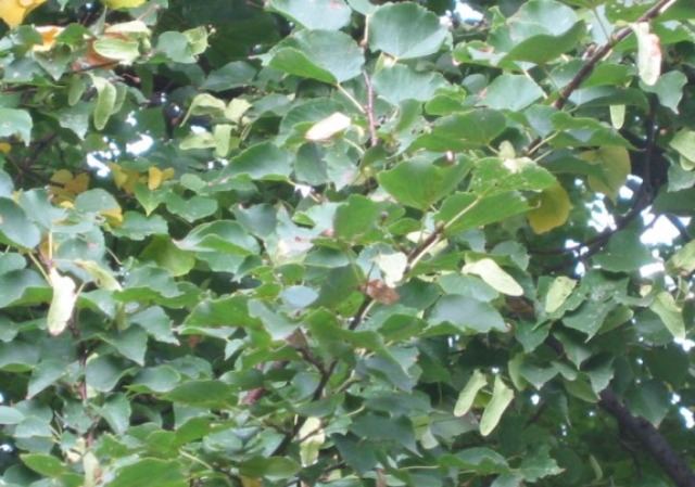Tilia cordata