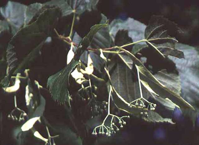 Tilia americana