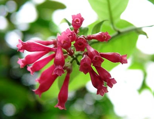 Cestrum purpureum