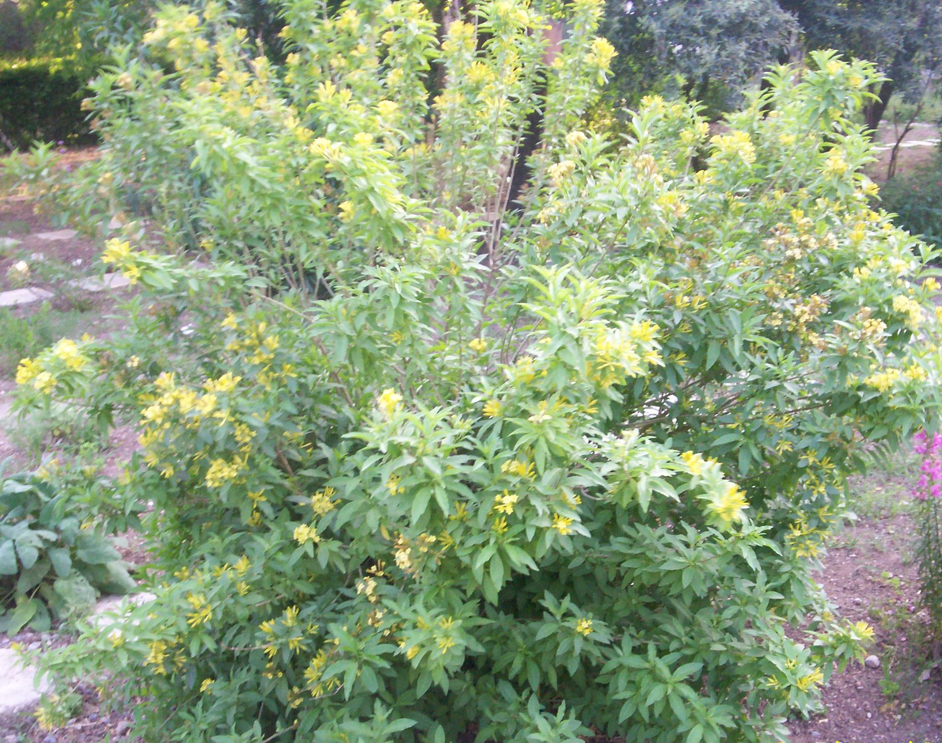 Cestrum aurantianum
