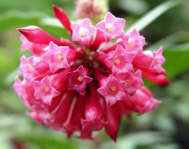 Cestrum elegans