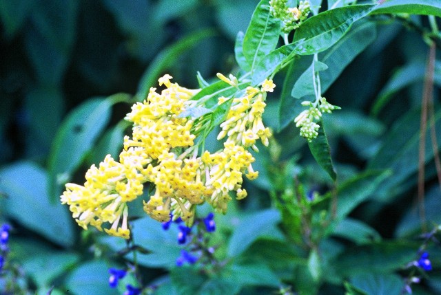 Cestrum noctrunum