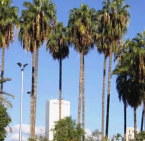 Washingtonia robusta