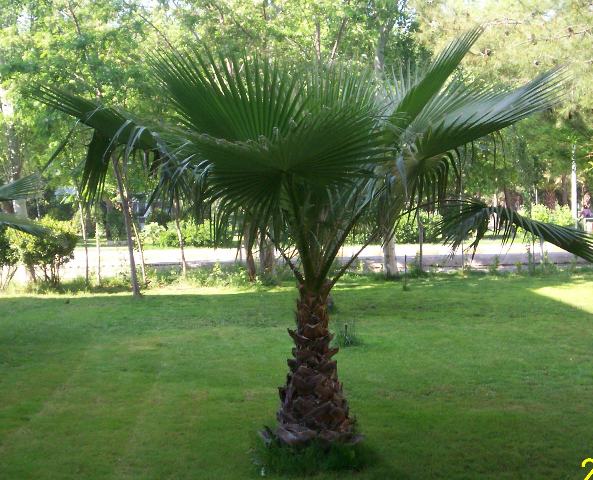 Washingtonia filifera