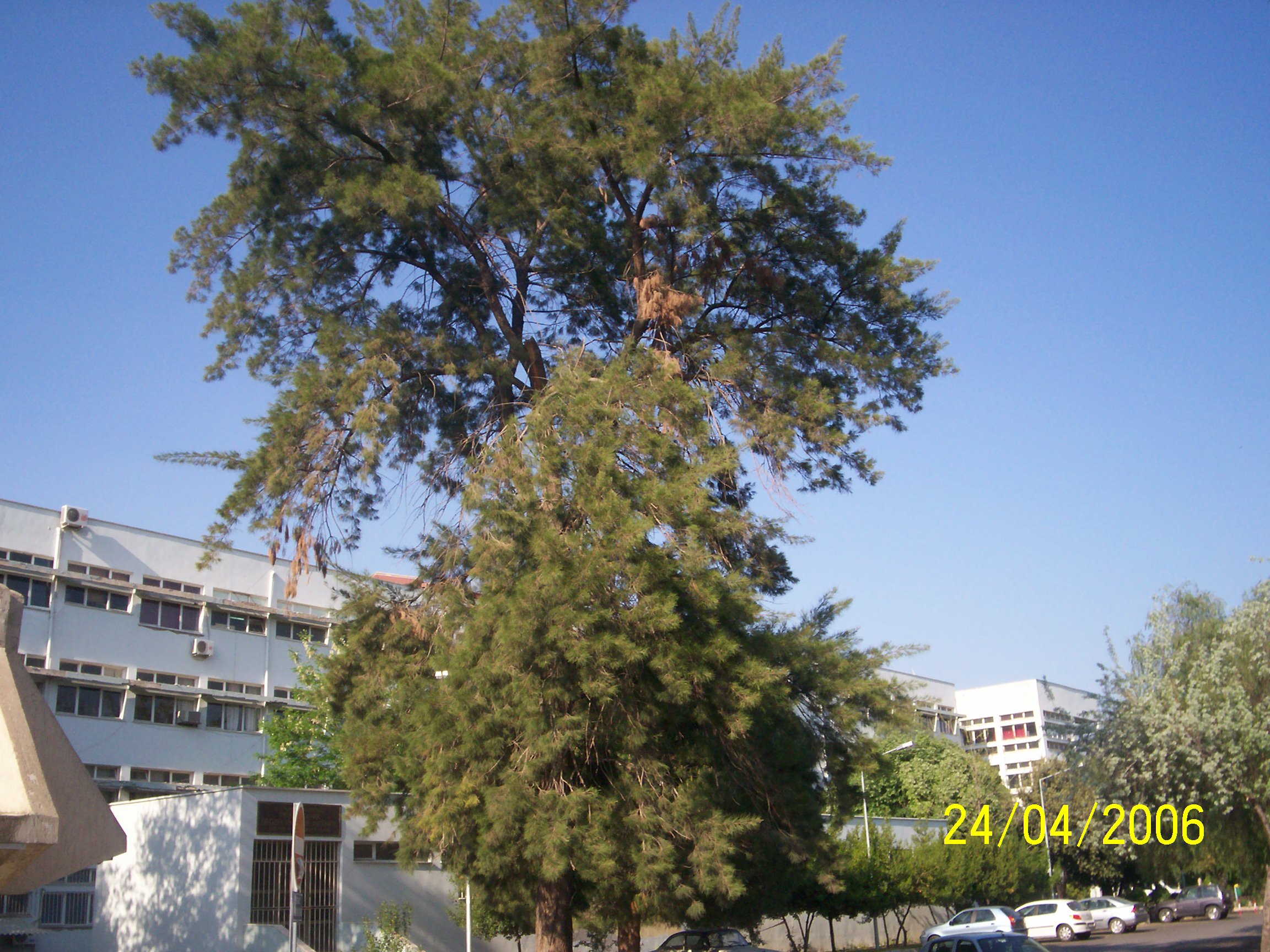 Casuarina equisetifolia