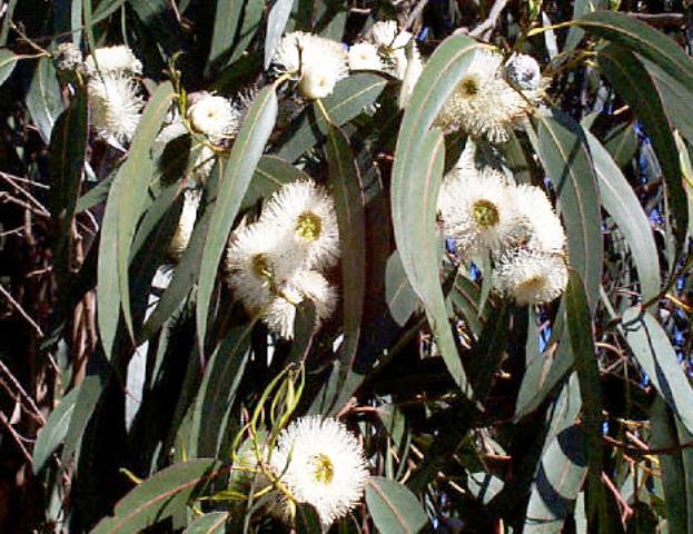 Eucalyptus globulus