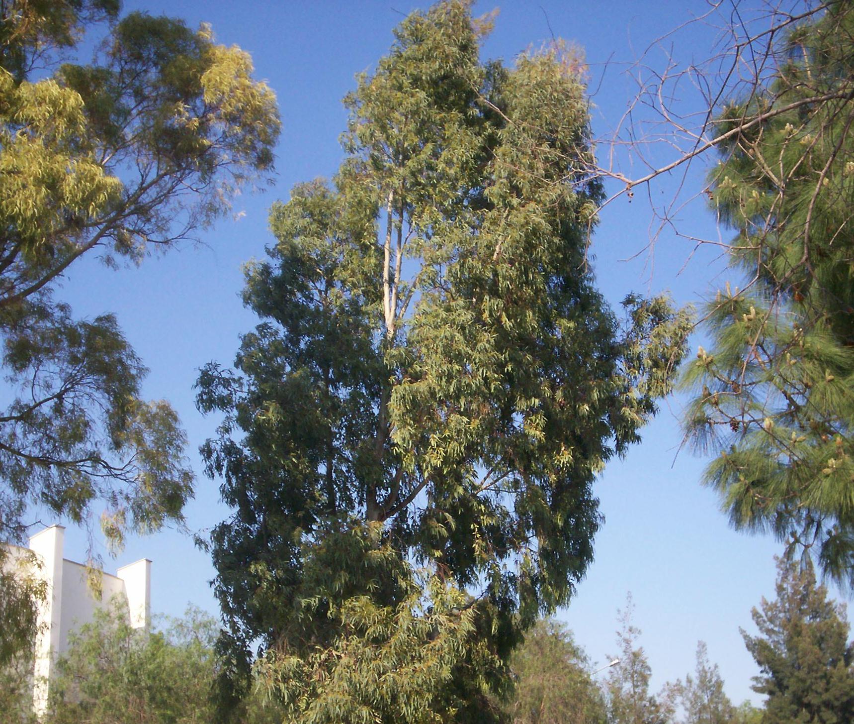 Eucalyptus camaldulensis