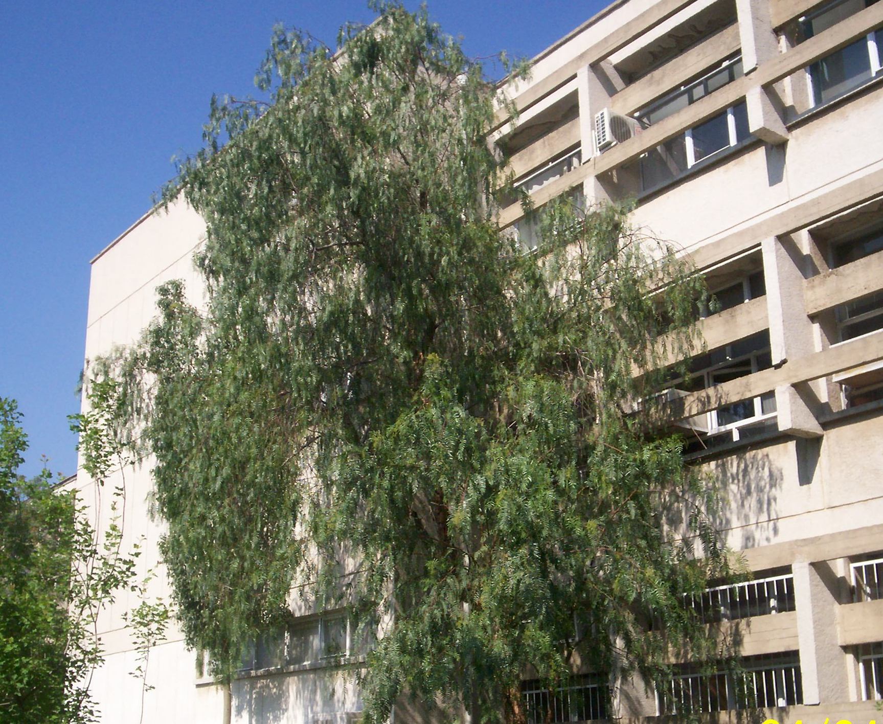 Schinus molle