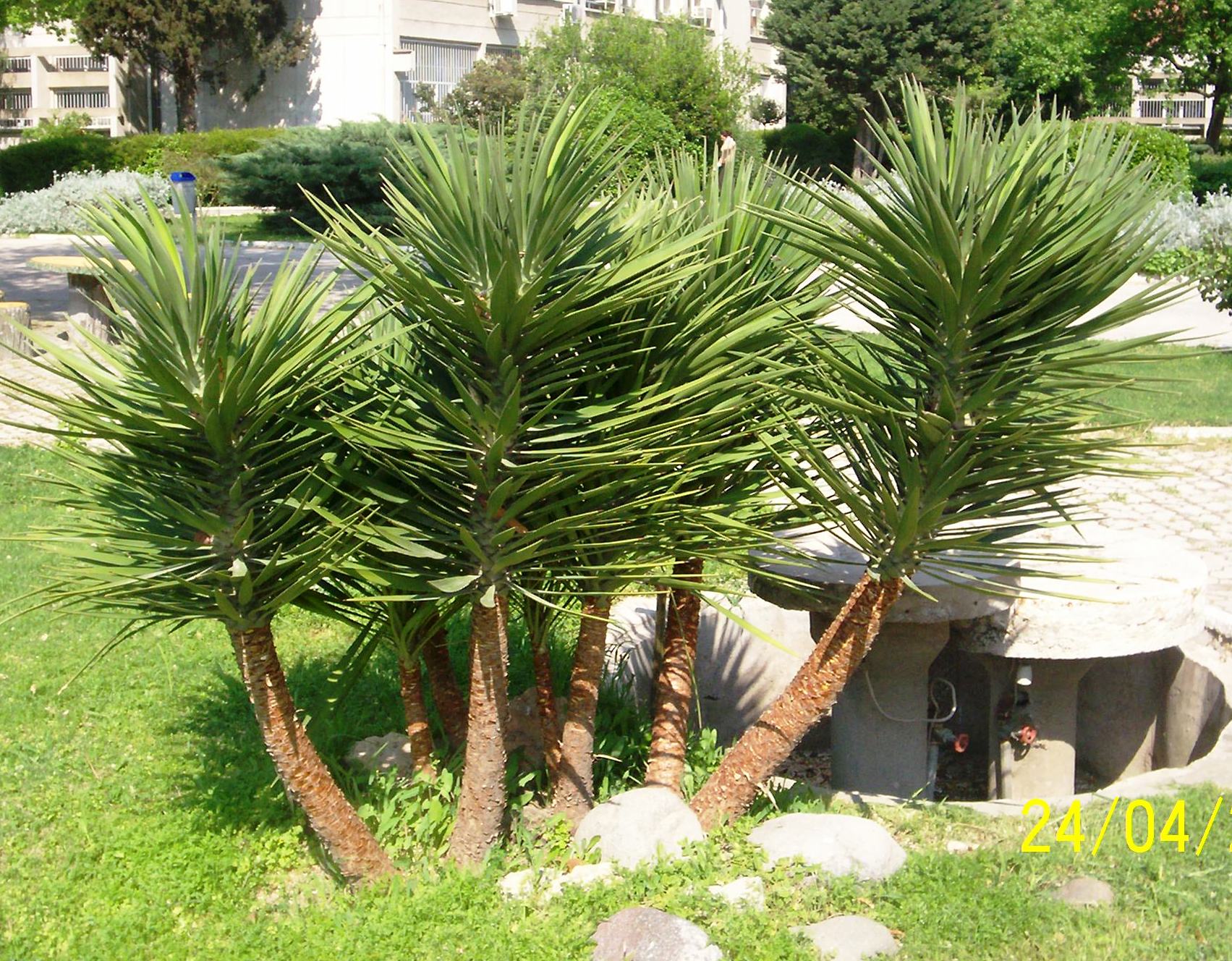 Yucca filamentosa