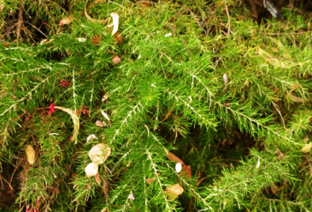 Grevillea juniperiana