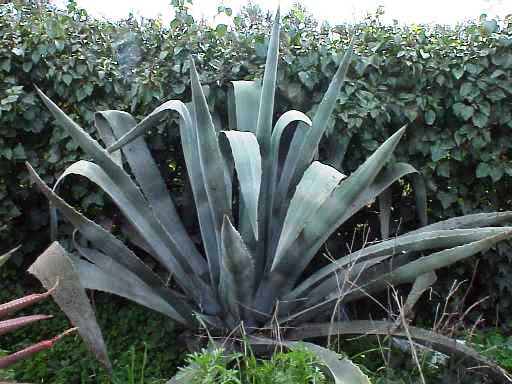 Agave americana