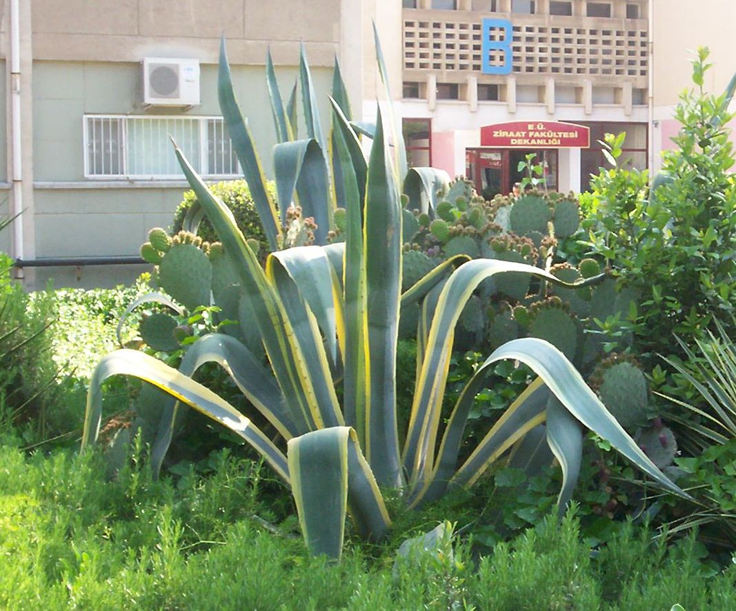 Agave americana 'variegata'