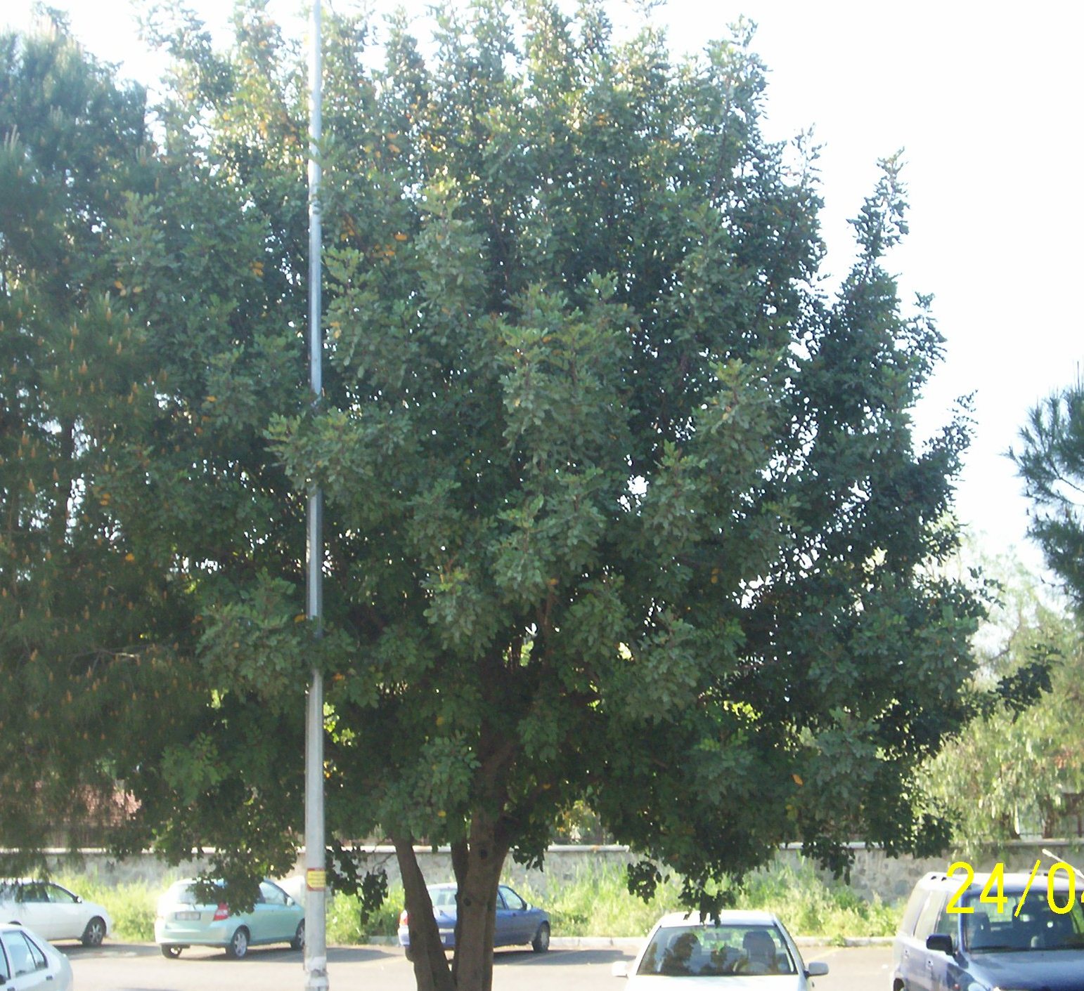 Ceratonia siliqua