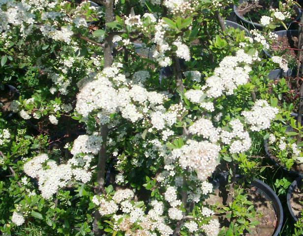 Pyracantha coccinea
