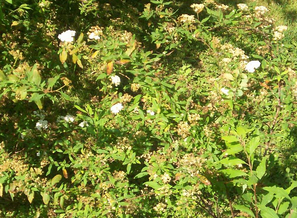 Spiraea vanhouttei