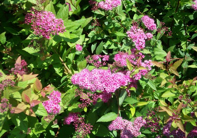 Spiraea bumalda