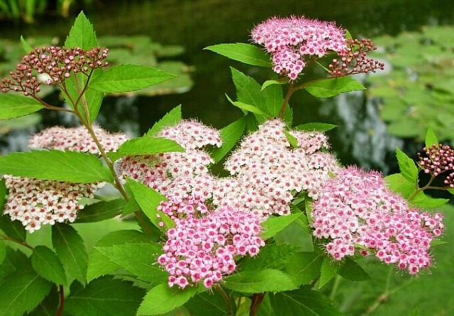Spiraea japonica