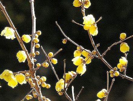 Chimonanthus praecox