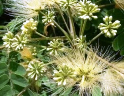 Albizzia distachia