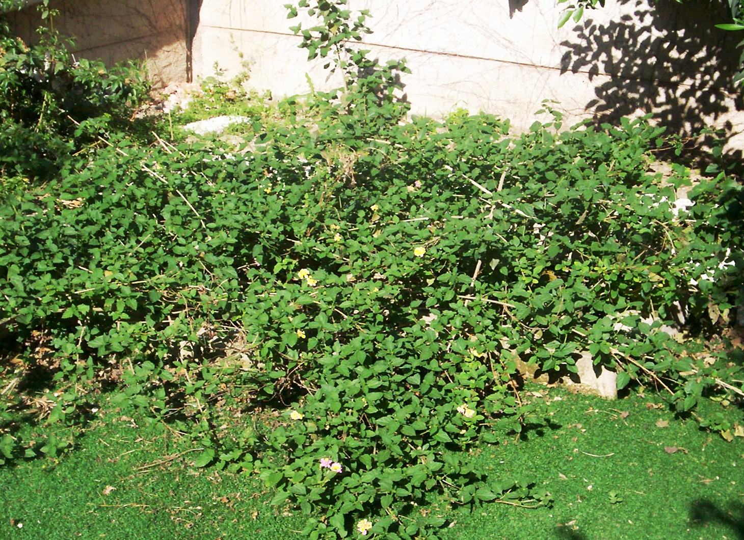 Lantana  camara