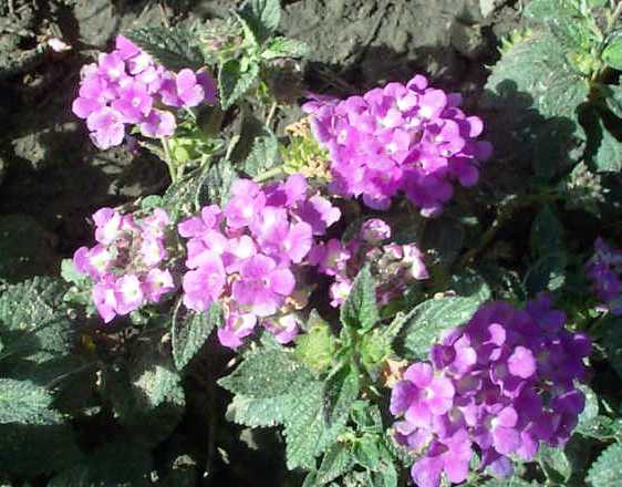 Lantana  montevidensis