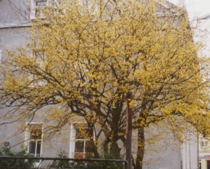 Cornus mas