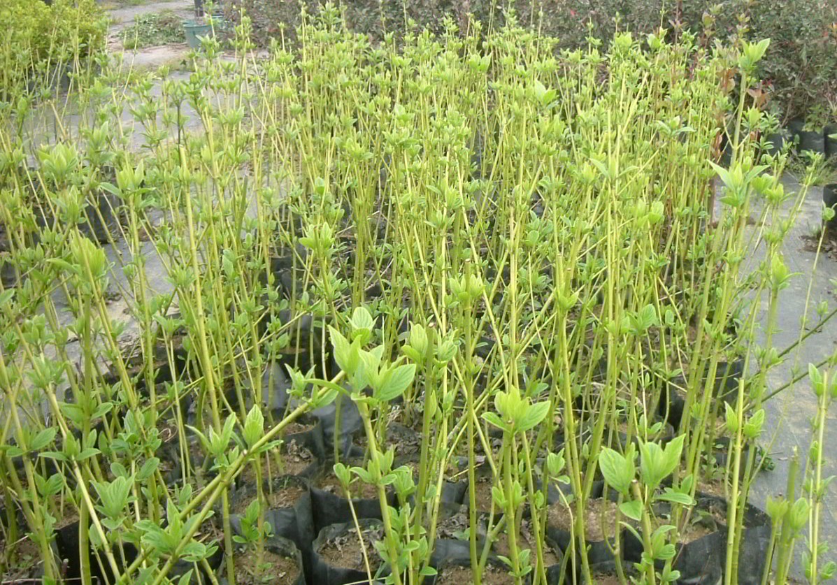 Cornus stolonifera