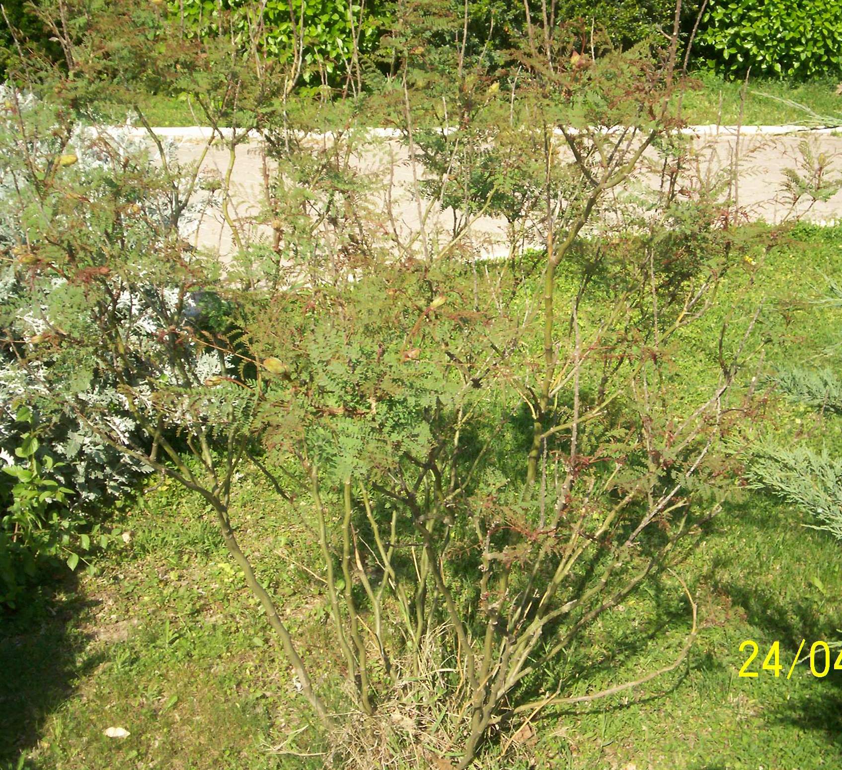 Caesalpinia gilliesii