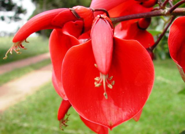 Erythrina crista-galli