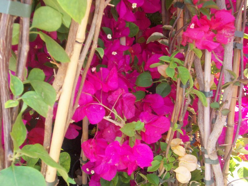 Bougainvillea glabra