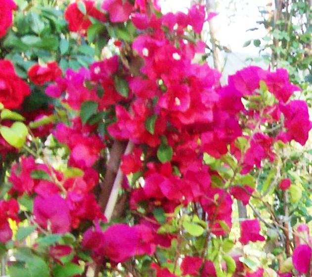 Bougainvillea spectabilis