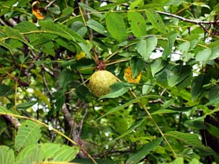 Juglans nigra