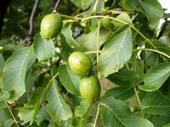 Juglans regia