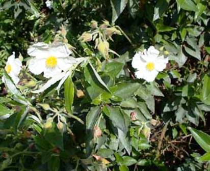 Cistus laurifolius