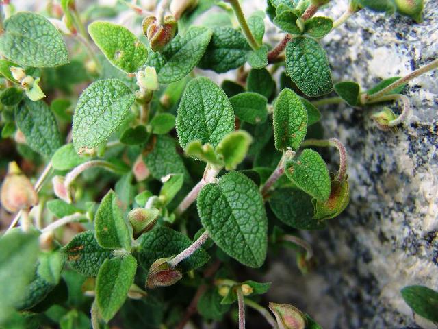 Cistus cretius