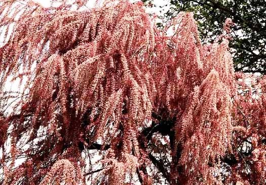 Tamarix tetrandra